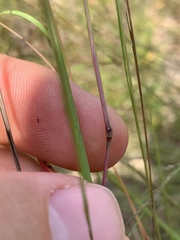 Kellochloa brachyantha
