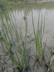 Bolboschoenus caldwellii