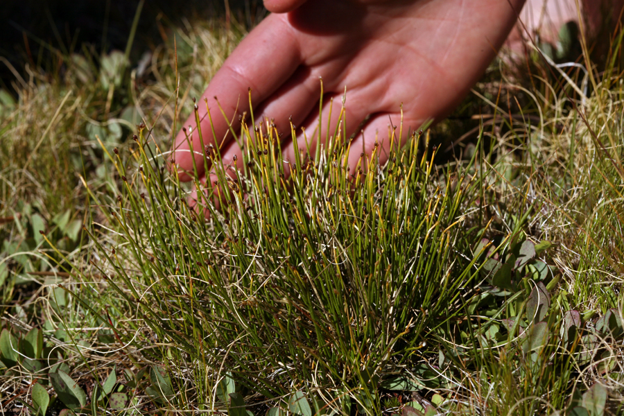 Trichophorum clementis