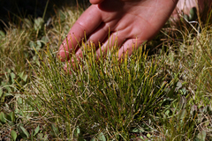 Oreobolopsis clementis