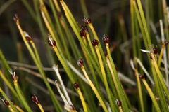 Oreobolopsis clementis