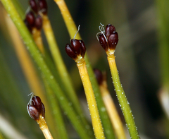 Oreobolopsis clementis