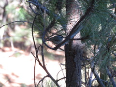 Regulus satrapa aztecus