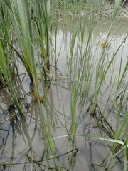 Bolboschoenus caldwellii