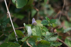 Celastrina lavendularis