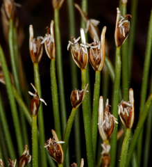 Oreobolopsis clementis