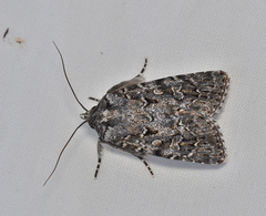 Ectopatria aspera