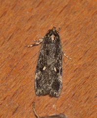 Barea codrella