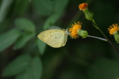 Eurema blanda