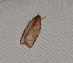 Euchaetis inceptella