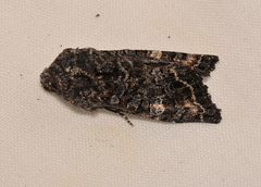 Neumichtis spumigera