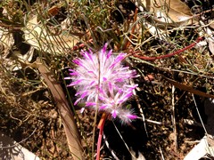 Ptilotus manglesii