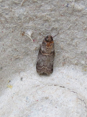 Acrobasis caryae