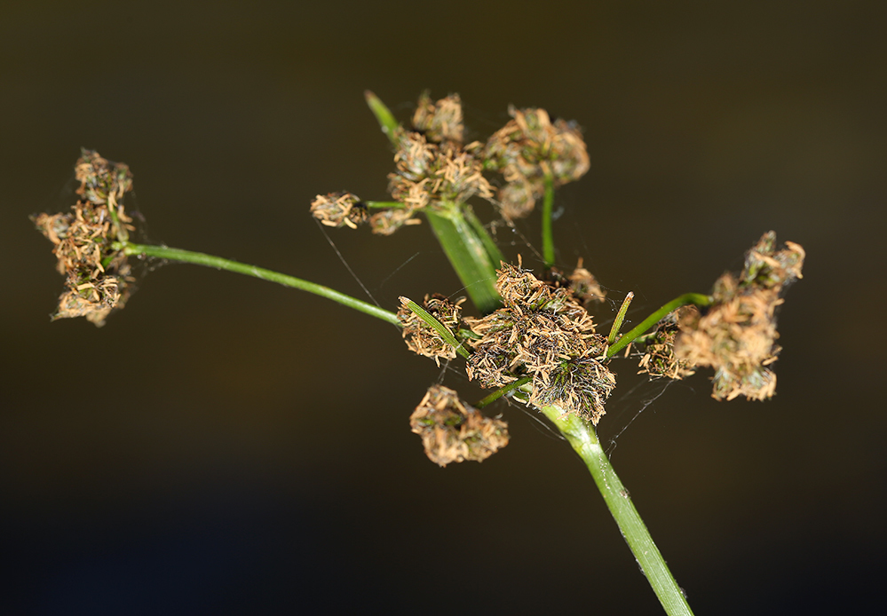Congdon's bulrush