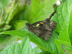 Catasticta ctemene rubricata