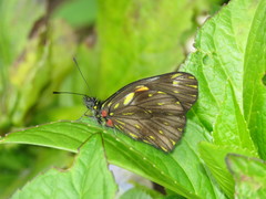 Catasticta ctemene rubricata