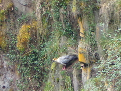 Theristicus branickii