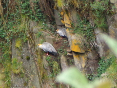 Theristicus branickii