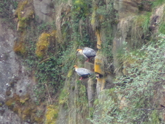 Theristicus branickii