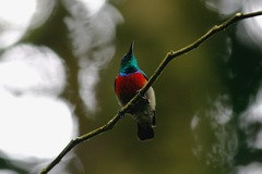 Cinnyris chloropygius