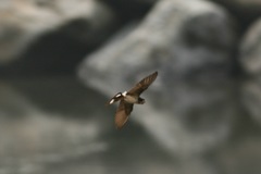 Petrochelidon preussi