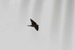 Petrochelidon preussi