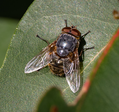 Brown Blowfly photo 6