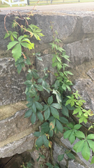 Parthenocissus quinquefolia