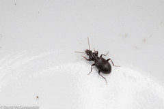 Gastrellarius honestus