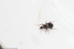 Gastrellarius honestus