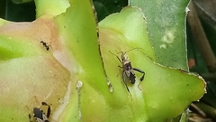 Leptoglossus subauratus