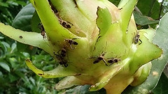 Leptoglossus subauratus