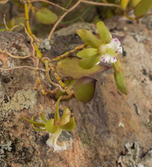 Dendrobium pugioniforme