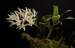 Dendrobium falcorostrum