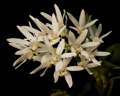 Dendrobium falcorostrum