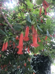 Iochroma fuchsioides