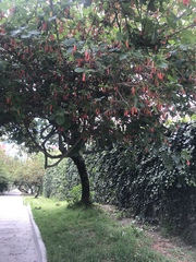 Iochroma fuchsioides