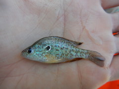 Lepomis humilis