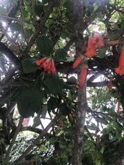 Iochroma fuchsioides