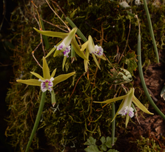 Dendrobium mortii