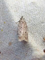 Gelechiini