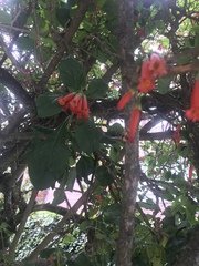 Iochroma fuchsioides