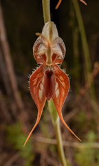 Pterostylis lingua