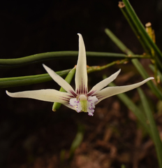 Dendrobium schoeninum