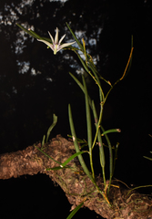 Dendrobium schoeninum