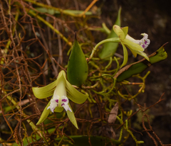 Dendrobium pugioniforme