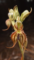 Pterostylis mitchellii