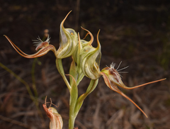 Pterostylis setifera