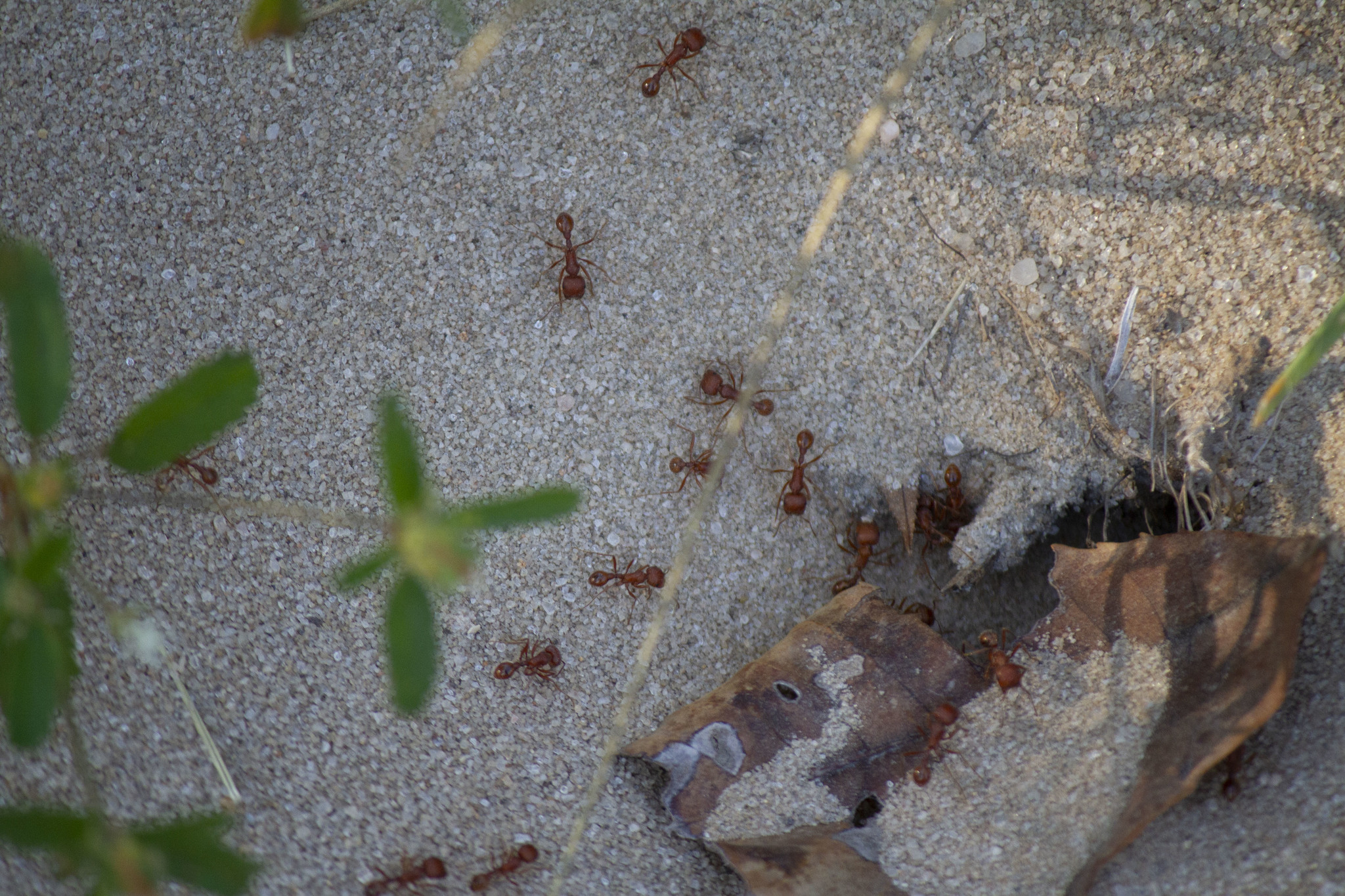 Pogonomyrmex comanche
