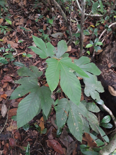 Pourouma bicolor, 2020-10-08
